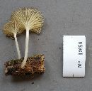 Image of Clitocybe strombodes